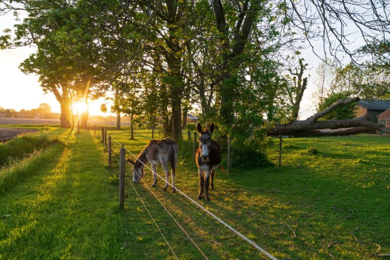 Lentemaheerd - Bild 7