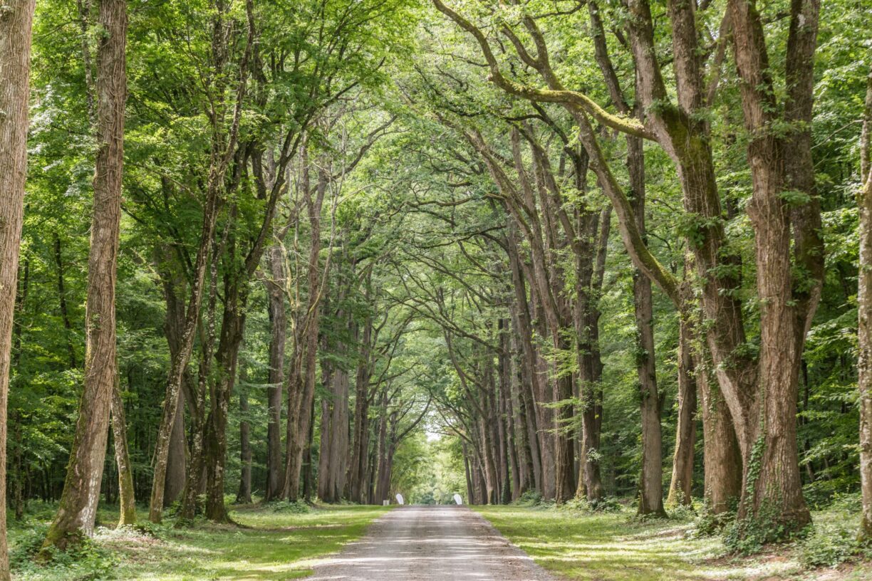 L´orangerie De Beauregard - Bild 10 L´orangerie De Beauregard - Bild 10