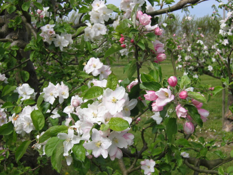 Minicamping De Zeeuwse Vlag - Bild 2 Minicamping De Zeeuwse Vlag - Bild 2
