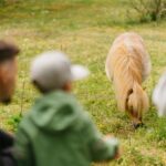 Mössebergs Camping - Bild 8 Mössebergs Camping - Bild 8