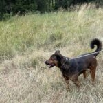 Naturcamp Meyersgrund - Bild 12