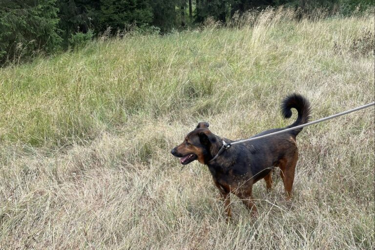 Naturcamp Meyersgrund - Bild 12