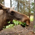 Naturcamping Lagom - Bild 6