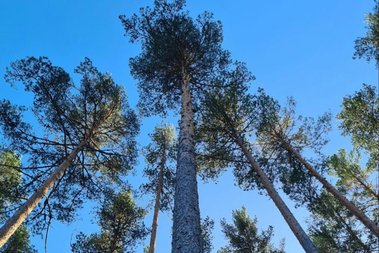 Naturcamping Lagom - Bild 7