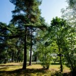 Naturcamping Lüneburger Heide - Bild 8 Naturcamping Lüneburger Heide - Bild 8