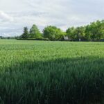 Onlycamp La Roseraie - Bild 3