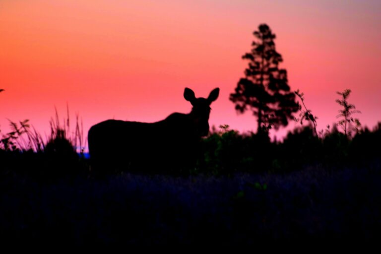 Otterbergets Bad & Camping - Bild 7