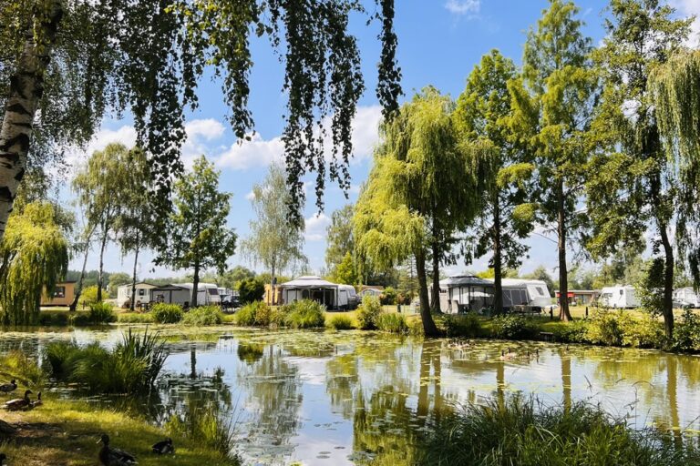 Papillon Kinrooi - Bild 2