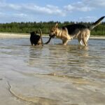 Park Drentheland - Bild 15