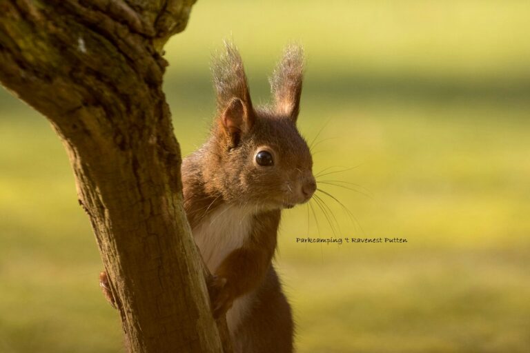 Parkcamping 't Ravenest - Bild 6