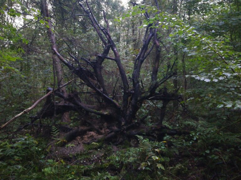 Recreatiepark De Voorst - Bild 2