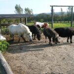 Rohloff Ferienpark Buschhof - Bild 12