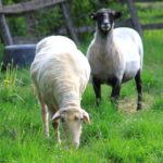 Rohloff Ferienpark Buschhof - Bild 15