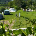 Saxida Wine & Camping Resort - Bild 10 Saxida Wine & Camping Resort - Bild 10