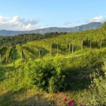 Saxida Wine & Camping Resort - Bild 15 Saxida Wine & Camping Resort - Bild 15