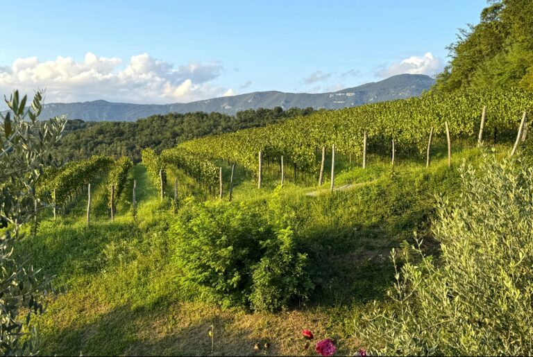 Saxida Wine & Camping Resort - Bild 15 Saxida Wine & Camping Resort - Bild 15