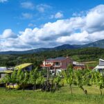 Saxida Wine & Camping Resort - Bild 7 Saxida Wine & Camping Resort - Bild 7