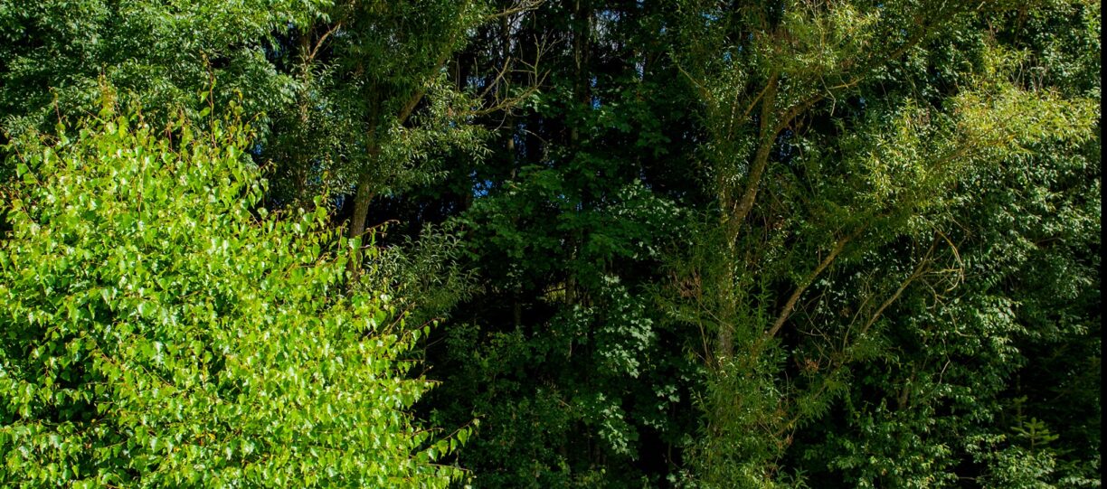 Sites Et Paysages Au Clos De La Chaume - Bild 16 Sites Et Paysages Au Clos De La Chaume - Bild 16