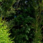 Sites Et Paysages Au Clos De La Chaume - Bild 16 Sites Et Paysages Au Clos De La Chaume - Bild 16