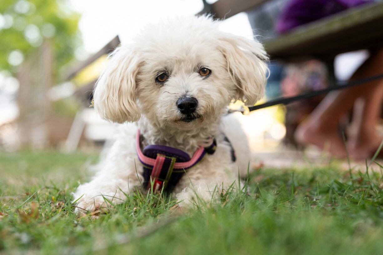 Sites Et Paysages Camping De L'etang - Bild 16 Sites Et Paysages Camping De L'etang - Bild 16