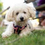 Sites Et Paysages Camping De L'etang - Bild 16 Sites Et Paysages Camping De L'etang - Bild 16