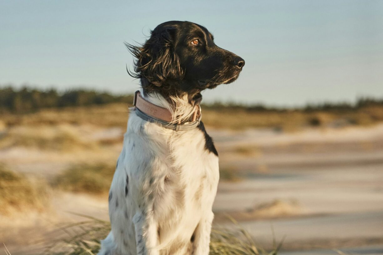 Skiveren Camping - Bild 11 Skiveren Camping - Bild 11