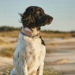 Skiveren Camping - Bild 11 Skiveren Camping - Bild 11