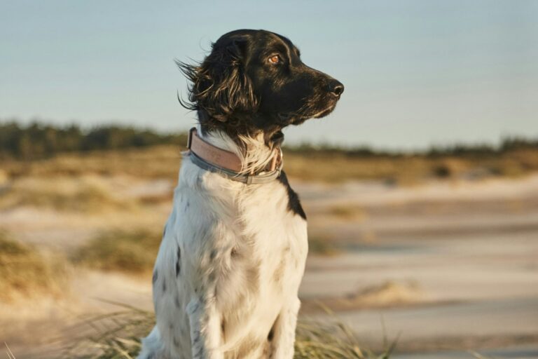 Skiveren Camping - Bild 11 Skiveren Camping - Bild 11