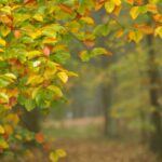 Skovly Camping - Bild 6