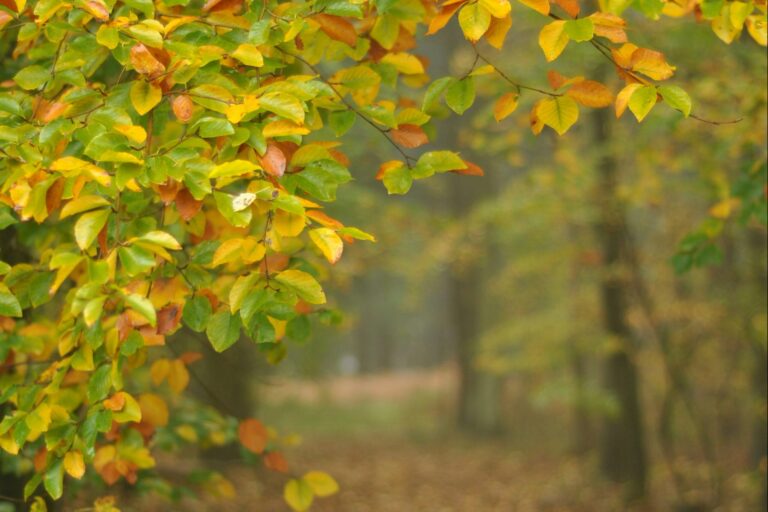 Skovly Camping - Bild 6