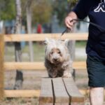 Spina Family Collection - Bild 14