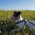 Stenåsa Stugor & Camping - Bild 12 Stenåsa Stugor & Camping - Bild 12