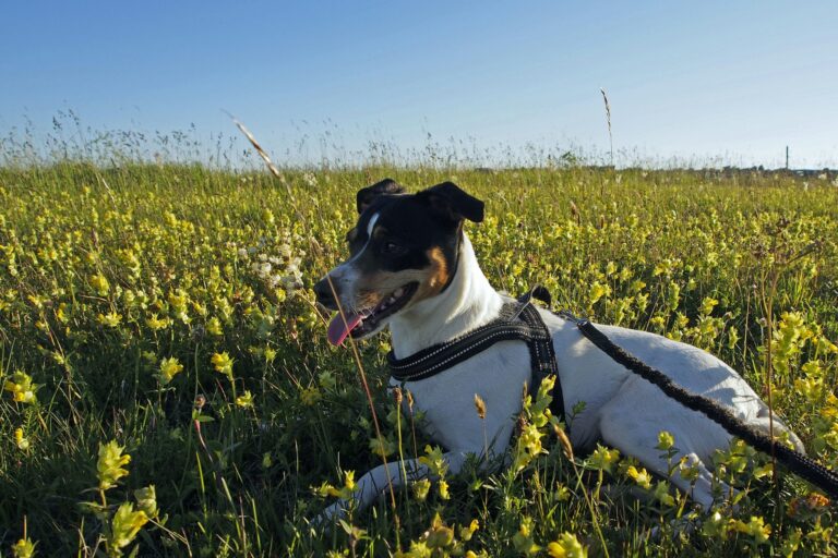 Stenåsa Stugor & Camping - Bild 12 Stenåsa Stugor & Camping - Bild 12