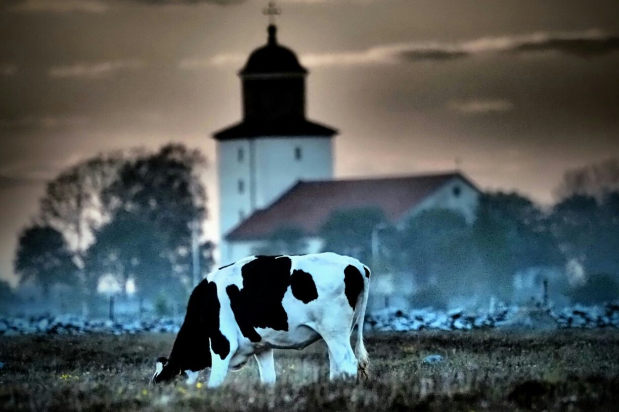 Stenåsa Stugor & Camping - Bild 13 Stenåsa Stugor & Camping - Bild 13