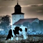 Stenåsa Stugor & Camping - Bild 13 Stenåsa Stugor & Camping - Bild 13