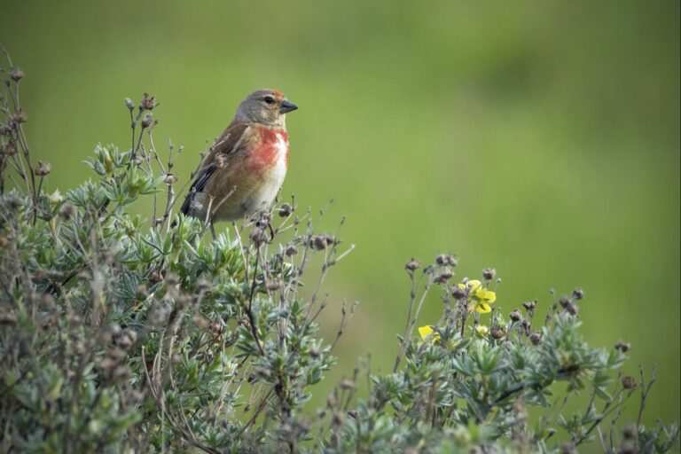 Stenåsa Stugor & Camping - Bild 14 Stenåsa Stugor & Camping - Bild 14