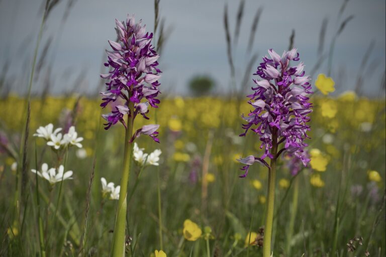 Stenåsa Stugor & Camping - Bild 15 Stenåsa Stugor & Camping - Bild 15