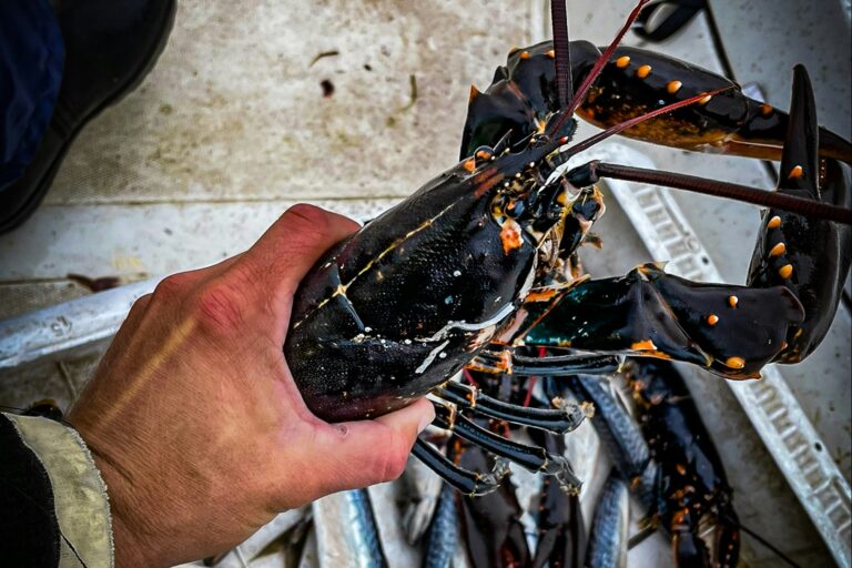 Swecamp Saltviks Camping - Bild 10