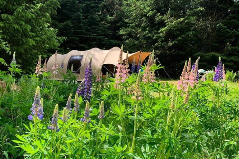 Tolne Camping - Bild 1