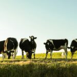 Vakantiepark De Toffe Peer - Bild 13