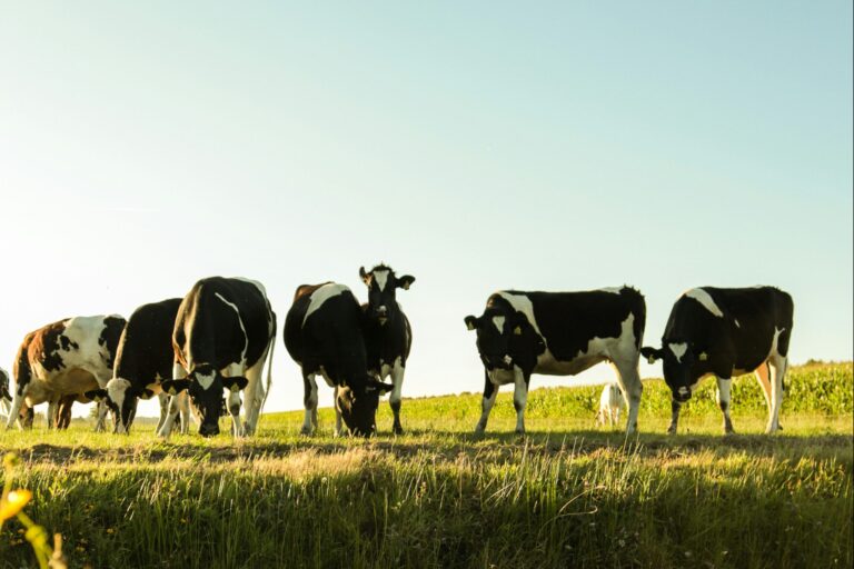 Vakantiepark De Toffe Peer - Bild 13