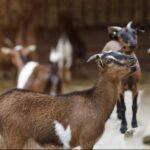 Vakantiepark Dierenbos - Bild 10