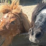 Vakantiepark 't Urkerbos - Bild 15