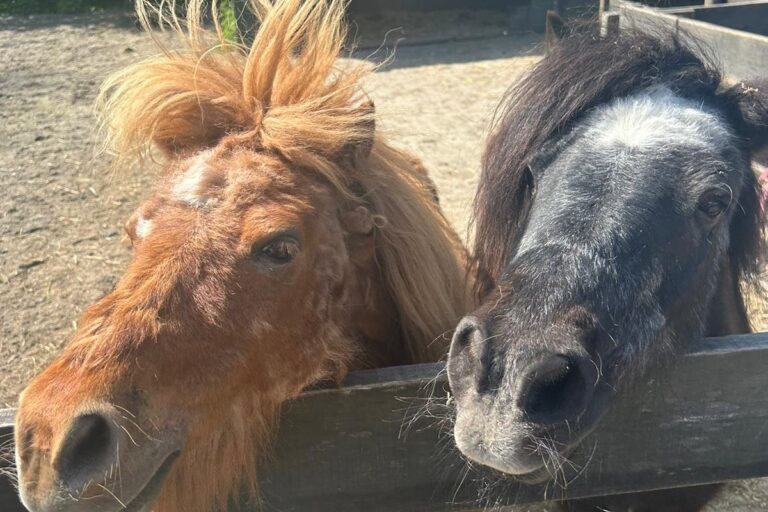 Vakantiepark 't Urkerbos - Bild 15