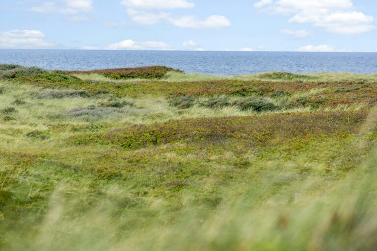 Vorupør Camping - Bild 10